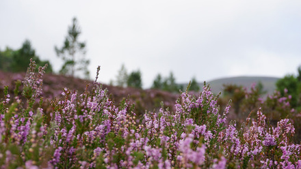 scotland-heather-g190941ca7_1920.jpg